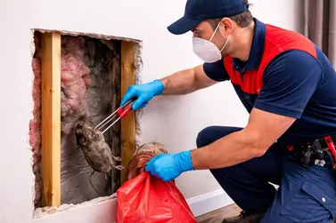 Walls Dead Animal Removal Northcote